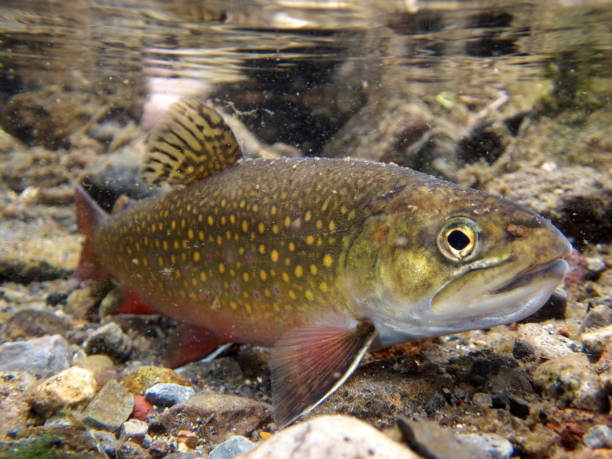 istock Brook trout in Nishibetsu River, Hokkaido 2148399500