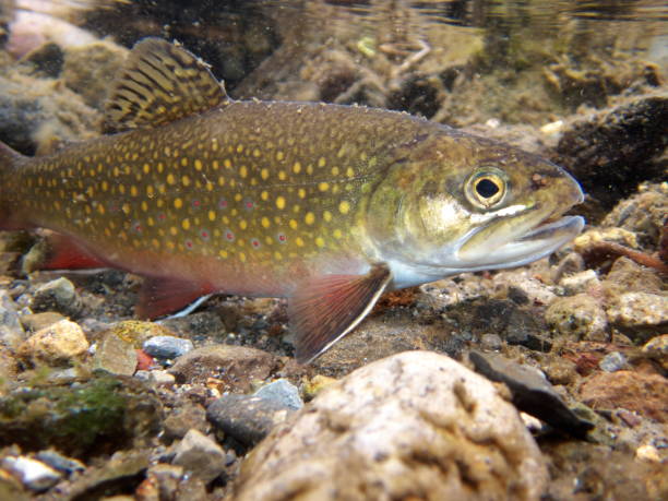 istock Brook trout in Nishibetsu River, Hokkaido 2148399503