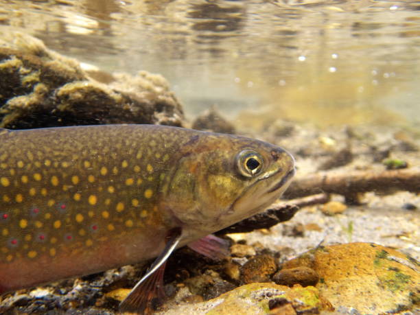 istock Brook trout in Nishibetsu River, Hokkaido 2148399550