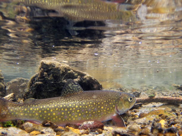 istock Brook trout in Nishibetsu River, Hokkaido 2148399557