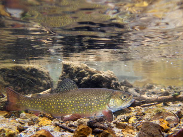 istock Brook trout in Nishibetsu River, Hokkaido 2148399564