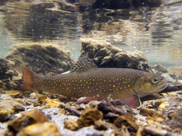 Brook trout in Nishibetsu River, Hokkaido