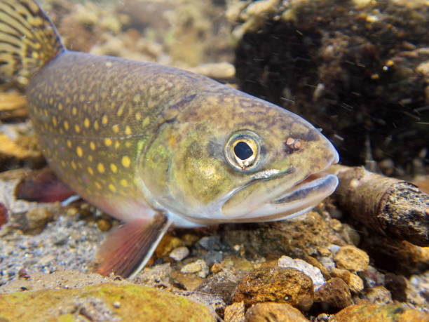 istock Brook trout in Nishibetsu River, Hokkaido 2148399591