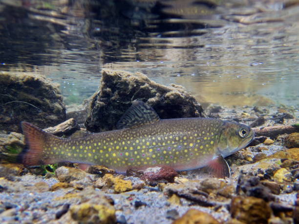 istock Brook trout in Nishibetsu River, Hokkaido 2148399613