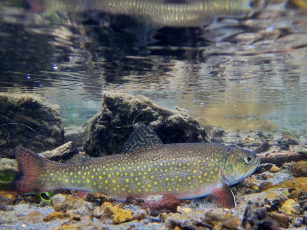 istock Brook trout in Nishibetsu River, Hokkaido 2148399615
