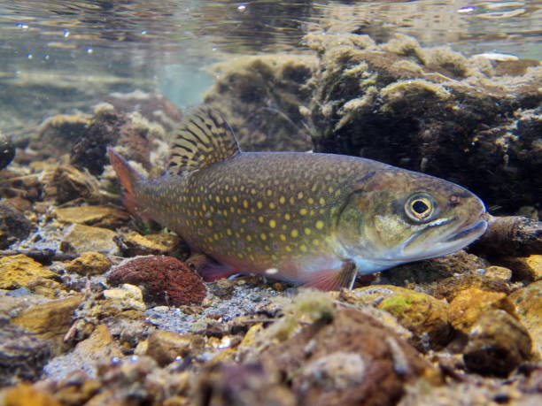 istock Brook trout in Nishibetsu River, Hokkaido 2148399621