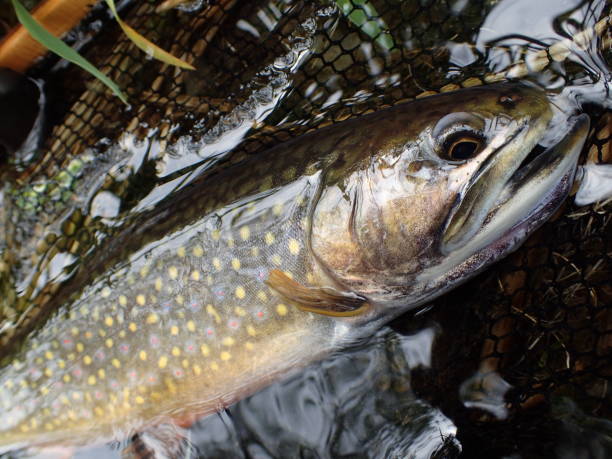 istock Brook trout in Nishibetsu River, Hokkaido 2148399624
