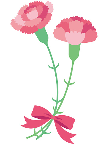 Vector illustration of Two cute pink carnations and ribbon