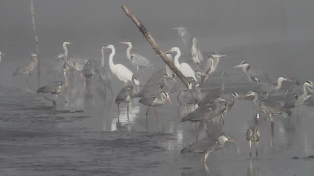 A large group of the grey herons in a shallow pond in fog