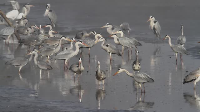 A large group of the grey herons and white egrets in a shallow pond in dense fog
