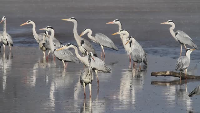 A large group of the grey herons and white egrets in a shallow pond in dense fog