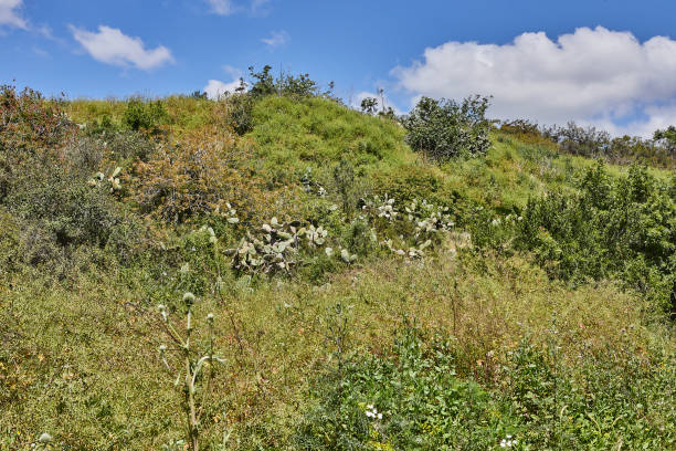 A picturesque natural landscape showcasing a field of lush green grass under a clear blue sky with fluffy white clouds drifting by