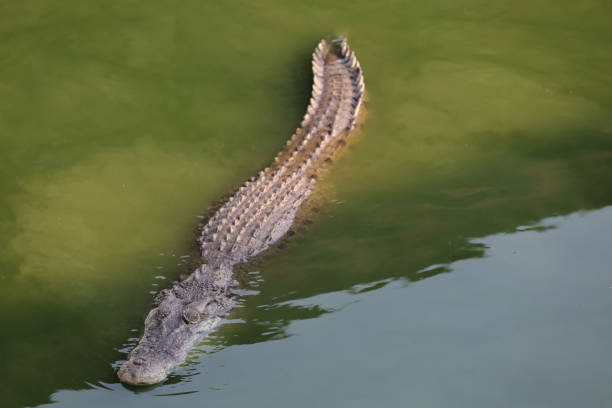 istock Close up salt crocodile is show head in river 2148400501