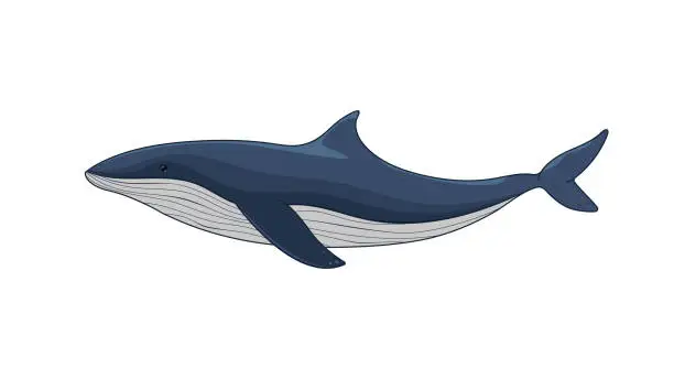 Vector illustration of Illustration of a Whale on a White Background in Flat Style. Marine Theme Concept for Banners, Flyers for Ocean Day. Vector