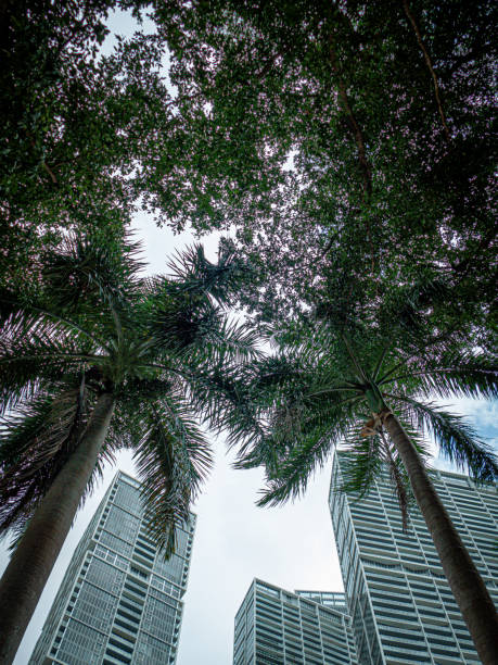 istock Palm trees and skyscrapers in Miami 2148402997