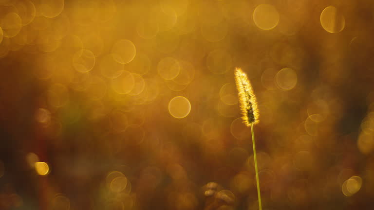 Golden Hour Glow on a Lone Field Flower