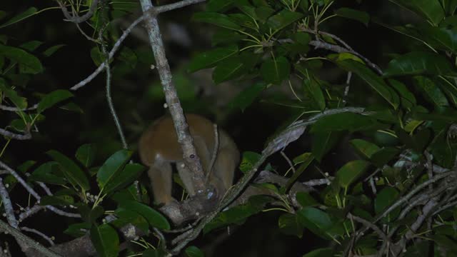Nocturnal wildlife scene with camouflaged kinkajou navigating through