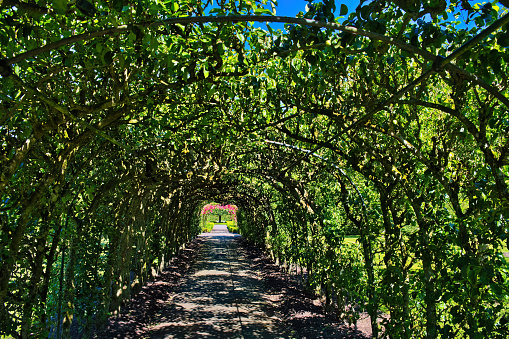 Uithuizen, Netherlands, 07/07/2023. Tunnel of pear trees create an intimate path in the public park of the castle Menkemaborg, Uithuizen, Groningen,  the Netherlands