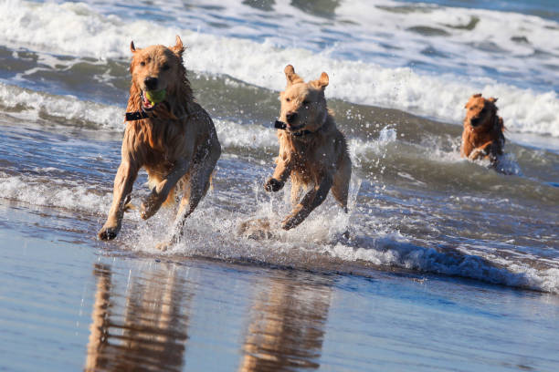 istock golden retrievers playing  in the ocean 2148407259