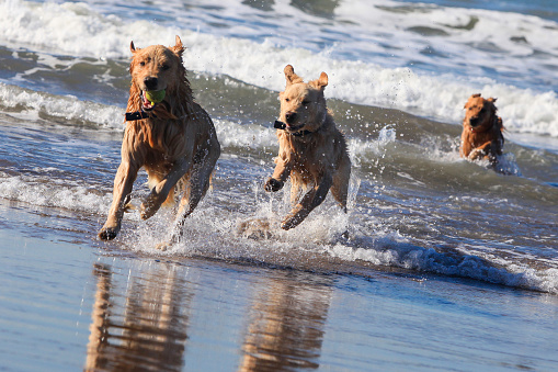 two golden retrievers runnung and  playing in the ocean