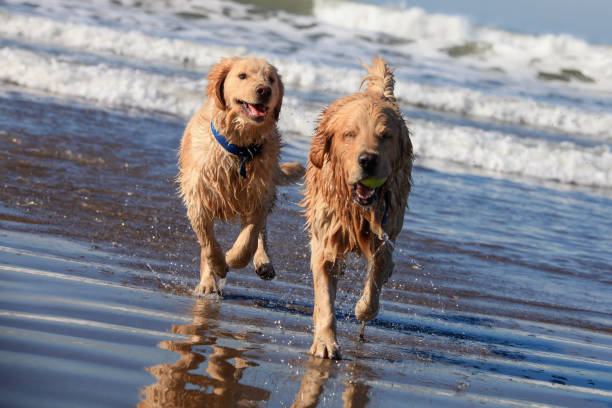 two golden retrievers playing with a stick in the water