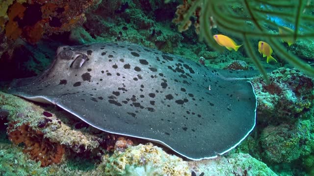 A black stingray is laying on the ocean floor