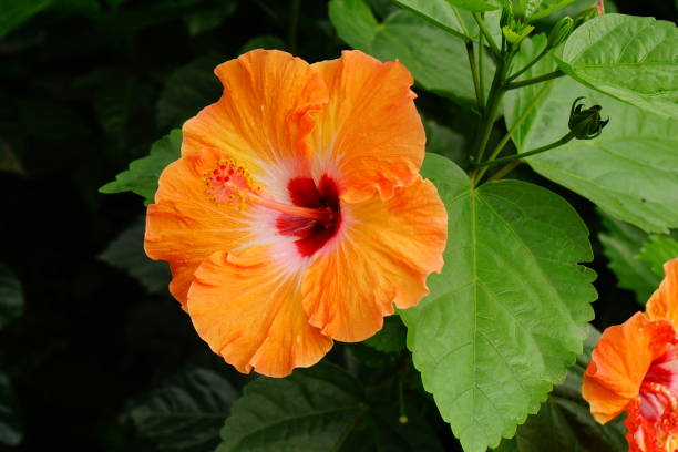 istock Close-up of yellow hibiscus blooming 2148407997