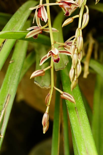 istock Close-up of Cymbidium flowers 2148408004