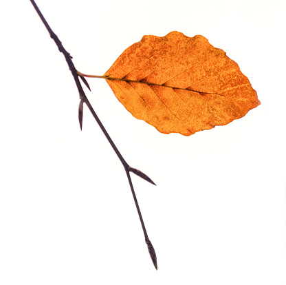 One leaf remaining on a beech twig in early November.
