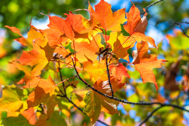 Colourful Sycamore in late September