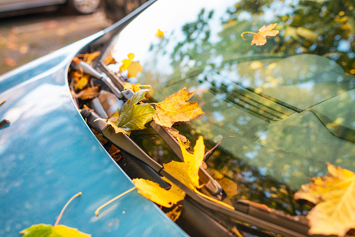 Leaves fallen on the front of a car parked in a woodland area, photographed in October.