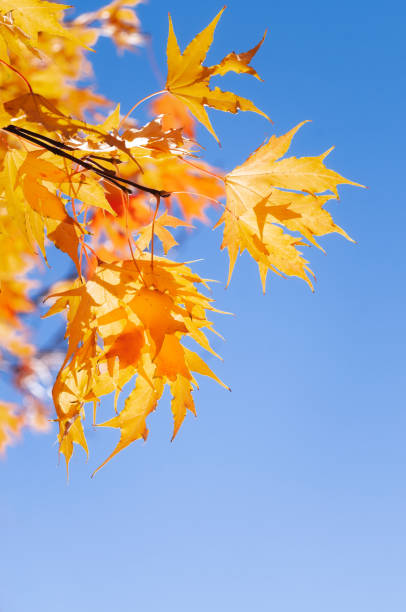 Colourful maple leaves against a pure blue sky on a sunny day in October.