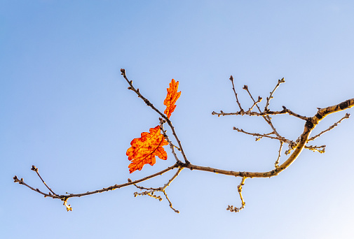 The last leaves clinging onto the branches of an oak tree on a clear sunny day at the end of autumn.