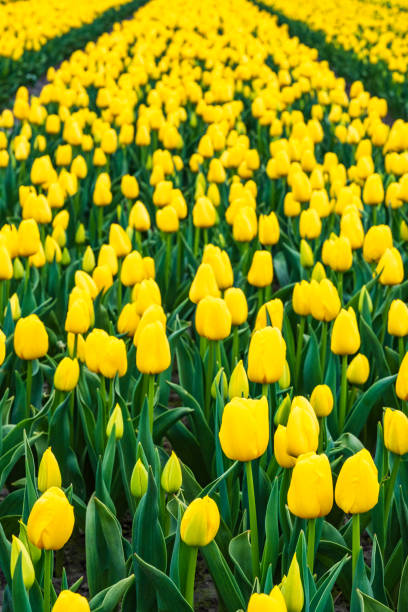 istock Tulip blossom in the Netherlands 2148411742