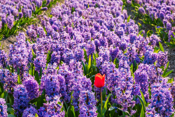 istock Tulip blossom in the Netherlands 2148411792