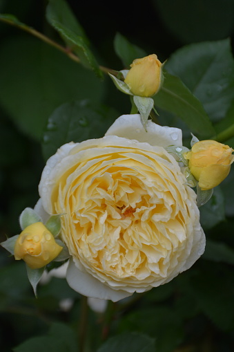 Pale yellow tea roses