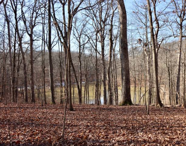 istock View of Lake Deep in the Woods 2148412645
