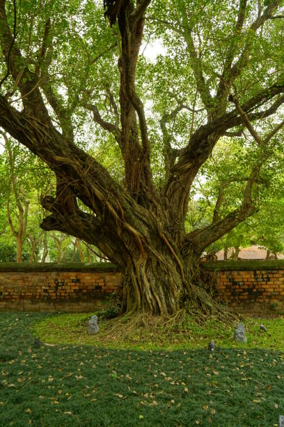 istock Close-up of an old tree with a large trunk 2148412728