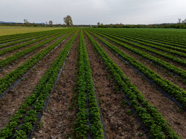 istock Strawberry field in spring near Weiterstadt 2148412769