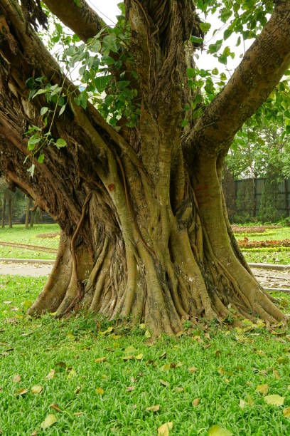 istock Close-up of an old tree with a large trunk 2148412810