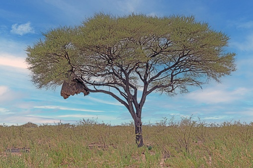 Picture of an acacia tree with big weaver bird nest on a green meadow against a blue sky in Etosha national park in Namibia during the day in summer