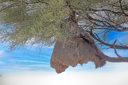 Picture of a large weaver bird's nest in an acacia tree against a blue sky during the day