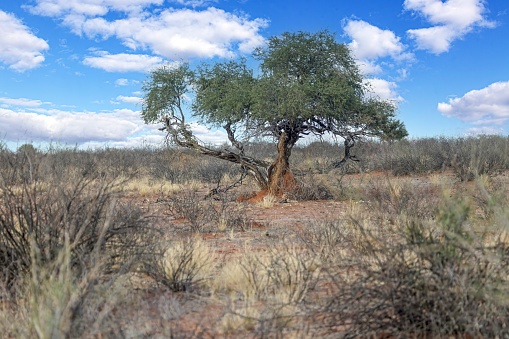 Picture of an acacia tree with a termite nest around the trunk during the day