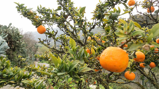 Mandarin orange tree with fruit in orchard