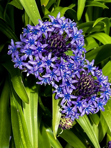 Portuguese Squill or Scilla blooming in a spring flowerbed