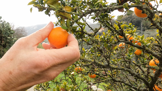 Hand picks mandarin orange from tree in orchard