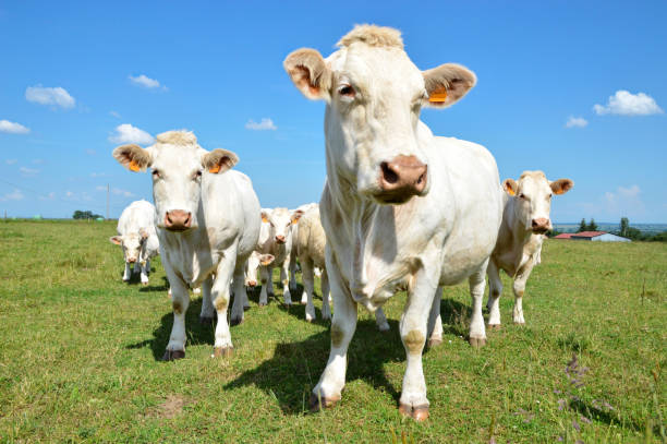 istock Herd of Charolais cow 2148414316