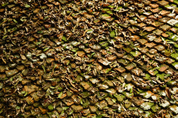 Close-up of ancient tile roof structure