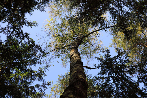 If you look up, you can see the tall pines that grow in a forest in Poland, near a village called Wilga .