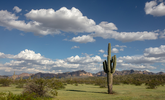 Saguaro cactus under cloudy springtime desert sky in Arizona United States